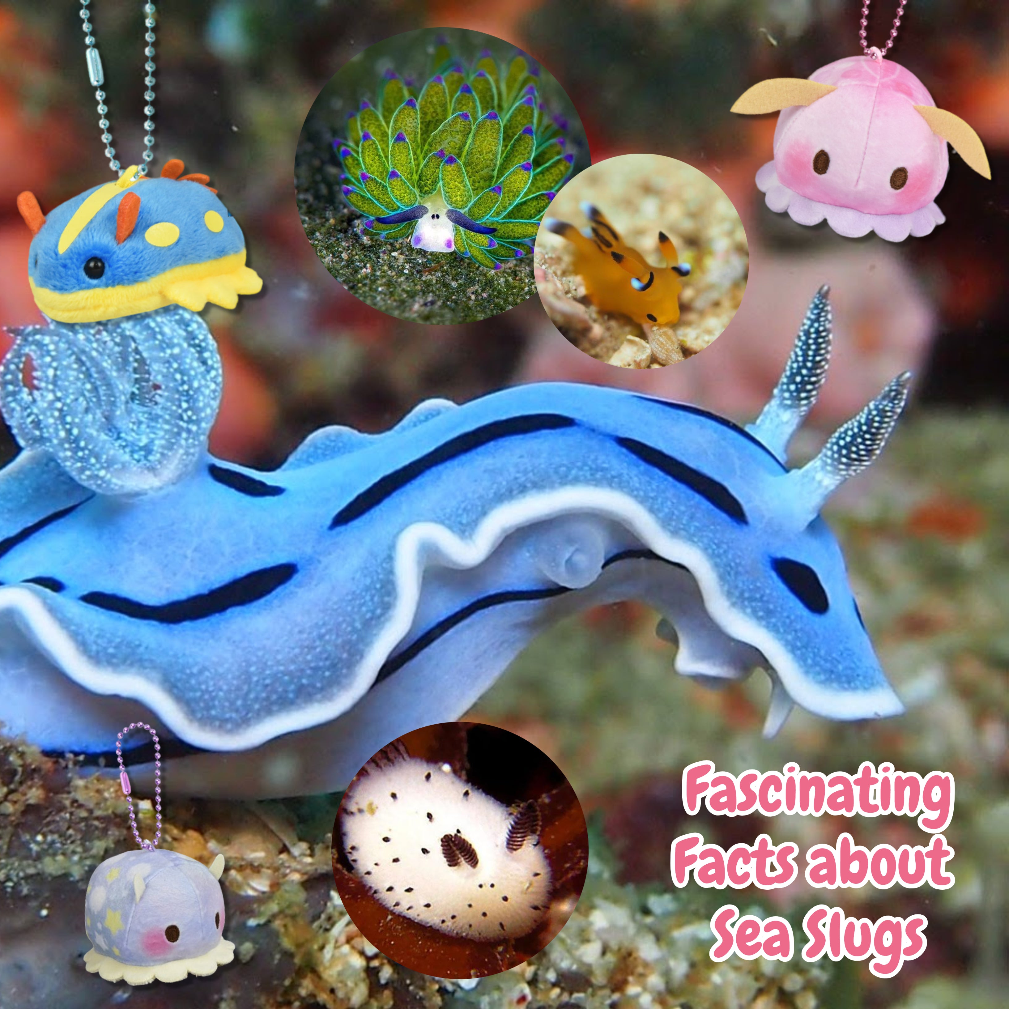 Fascinating Facts about Sea Slugs